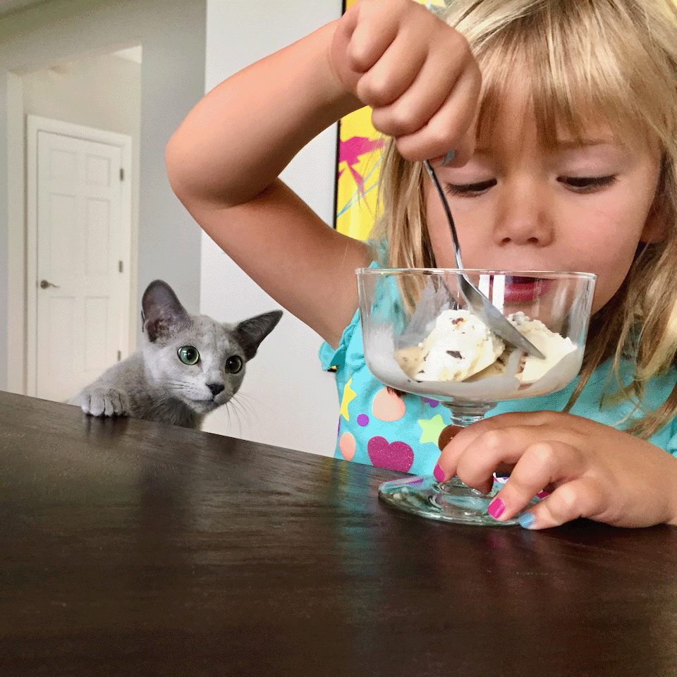 Image of a girl eating ice cream while a beautiful Russian Blue from Velva Cattery looks on