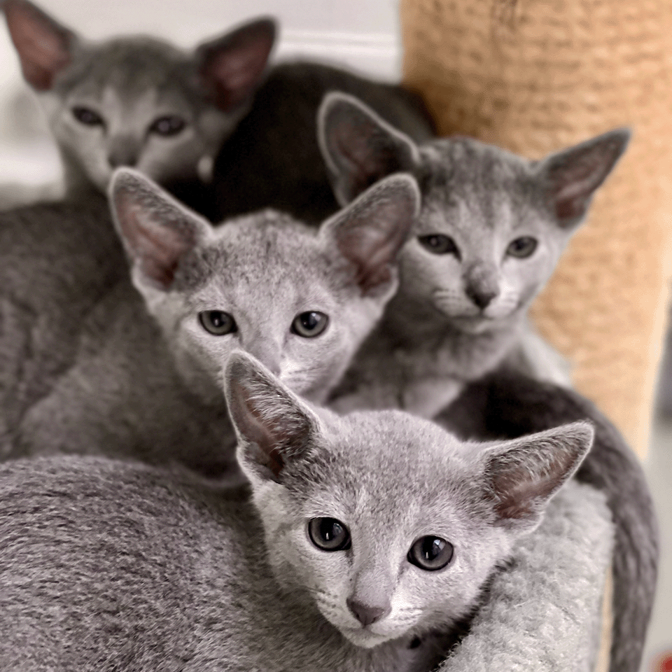 Image of four beautiful Russian Blue kittens from Velva Cattery