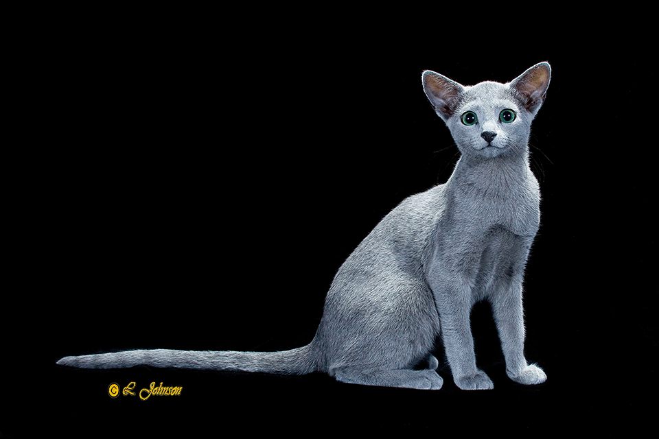 Image of a beautiful Russian Blue from Velva Cattery