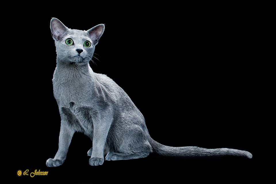 Image of a beautiful Russian Blue from Velva Cattery