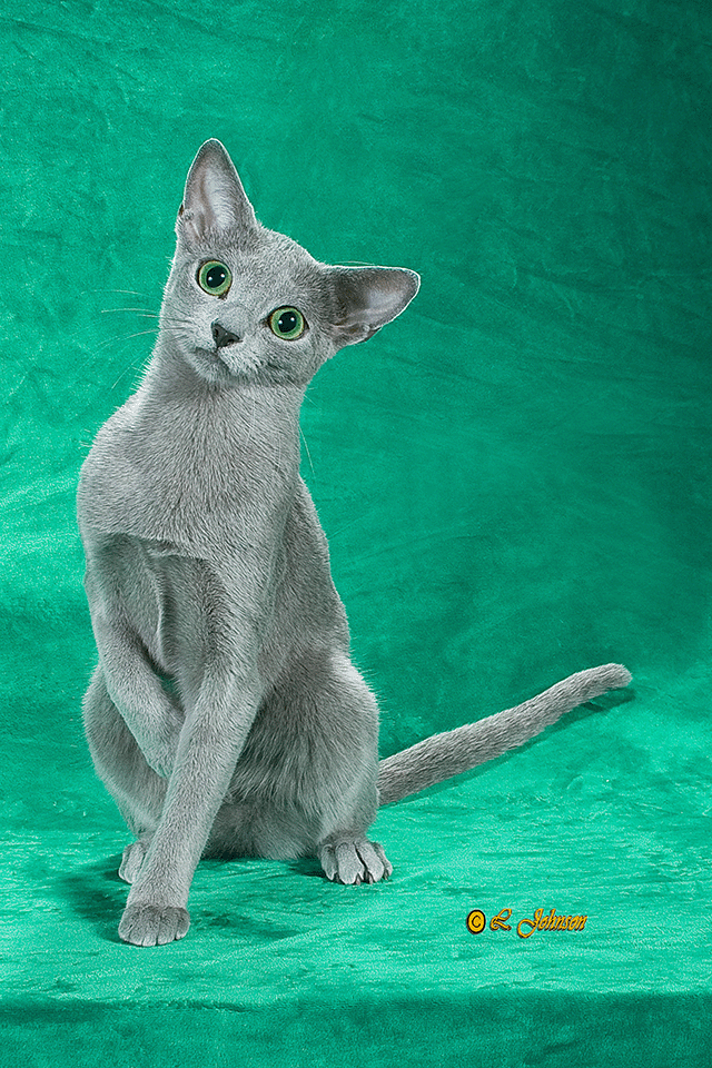 Image of a beautiful Russian Blue from Velva Cattery