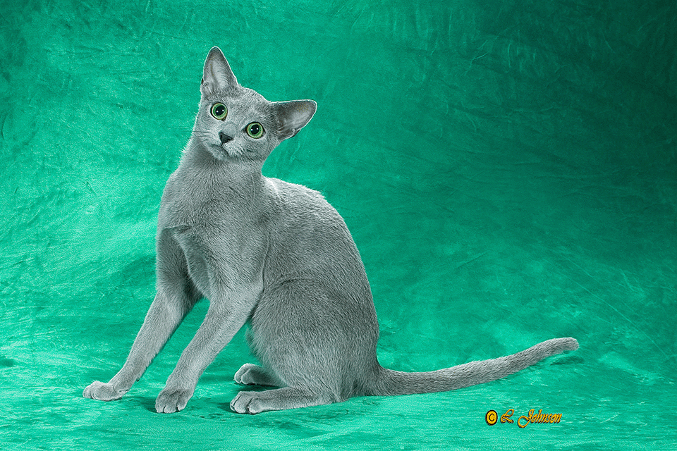 Image of a beautiful Russian Blue from Velva Cattery