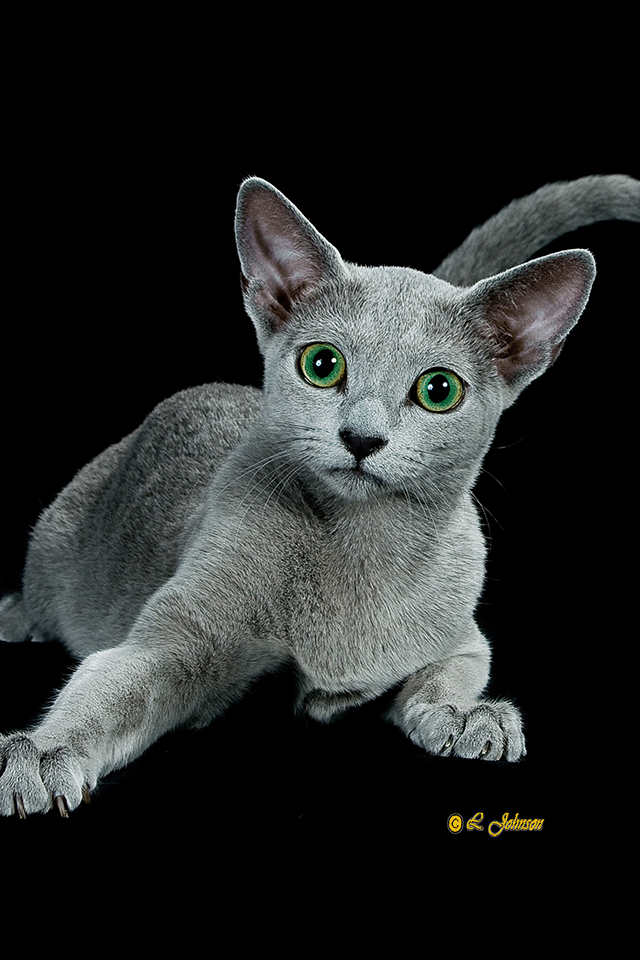 Image of a beautiful Russian Blue from Velva Cattery