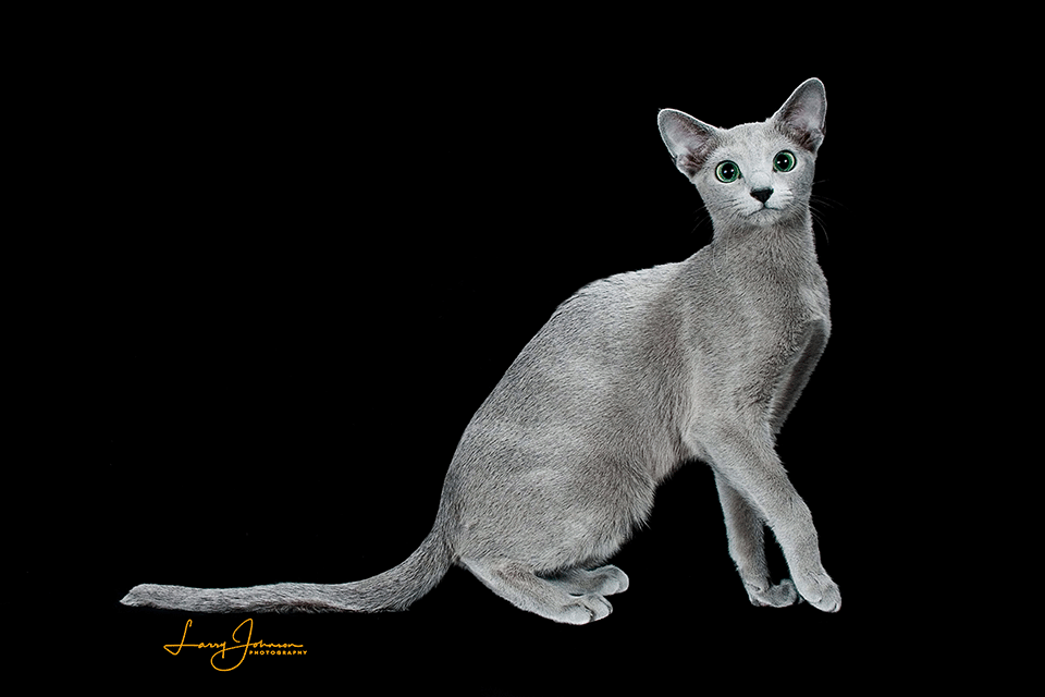 Image of a beautiful Russian Blue from Velva Cattery