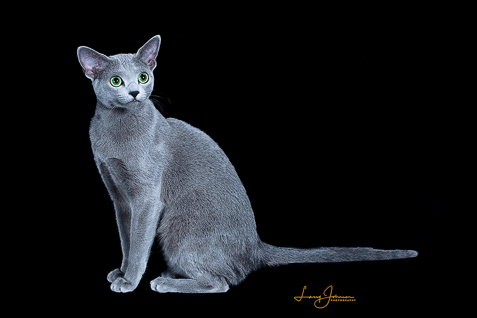 Image of a beautiful Russian Blue from Velva Cattery